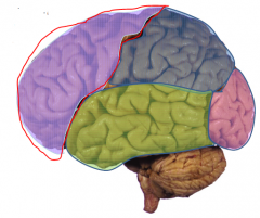 Emotion and behavior
Motivation
Learning and memory
Olofaction

- Hippocampus
- Amygdala
- Cingulate gyrus