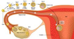 1.- Las fimbrias se aplican con firmeza sobre el ovario
2.- Barren el óvulo hacía el infundíbulo
3.-Hasta llegar a la ampolla 
*Saco bitelino da lugar a la membrana amniocorial 
*Deja de ser blastocito se convierte en gastrula
*Se origina un zu...