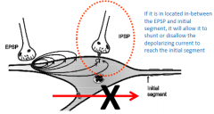 If it
is in located in-between the EPSP and initial segment, it will allow it to
shunt or disallow the depolarizing current to reach the initial segment