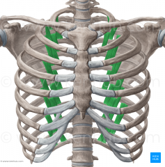 
nerve: intercostal nerve

action: depresses ribs for forced expiration. span about 2 ribs

where: deep to innermost intercostals