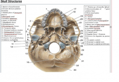 What nerve exits the Stylomastoid foramen?