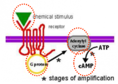 1) Chemical stimulus binds to specific metabotropic receptor (G-protein coupled)

2) Activation of G-protein

3) Activate adjacent enzyme (adenyl cyclase)

4) Produces 2nd messenger (cAMP)

5) cAMP activates kinases which directly interact with i...