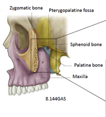 Superior: sphenoid body, palatine bone (orbital process)
Anterior: posterior wall of maxillary antrum
Posterior: pterygoid process, greater wing of sphenoid
Medial: palatine bone, nasal mucoperiosteum
Lateral: temporalis muscle via pterygomaxi...
