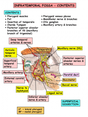 Medial and lateral pterygoid muscles
Insertion of temporalis on coronoid process
Internal maxillary artery and branches
Pterygoid venous plexus
V3 with otic ganglion and chorda tympani
Posterior superior branch of V3