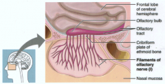 Cranial nerve 1: Olfactory nerve (cerebrum)