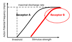 1) Increase frequency of AP at excitable membrane (increase intensity of stimulus = increase frequency of AP on receptor A)

2) With increasing stimulus strength, we recruit an additional receptor B, which has a higher threshold