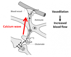 Prostagladin

Released by astrocytes

Caused vasodilation (increased blood flow)