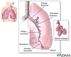 tertiary/segmental bronchi