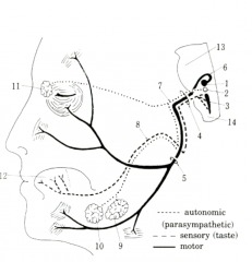 cranial nerve 7: facial nerve (Brainstem)
