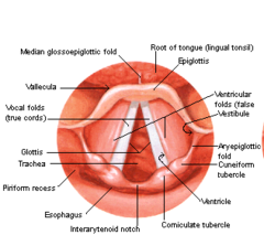 Consists of a pair of folds of mucous membrane, the vocal folds (true vocal cords) in the larynx, and the rima glottis.
