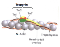 Actin - troponin 3 subunits
G-actin - globular 
tropomyosin - thin lines 