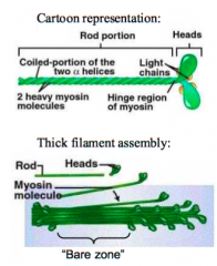 myosin, heads line up head to head - bare zone in the middle