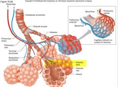 Alveolar ducts