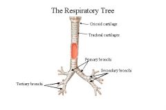 Respiratory tree
