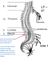 Spinal cord ends below the axonal projections, in the bottom of the lumbar region (red arrow)
