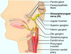 Cranial nerve 9: glossopharyngeal nerve (Brainstem)