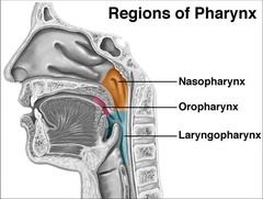 1-nasopharynx
2-oropharynx
3-laryngopharynx or hypopharynx