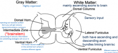 Efferent output is usually in the form of a motor neuron (the white circles) which leave through the ventral horn