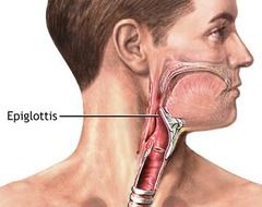 What is the epiglottis?