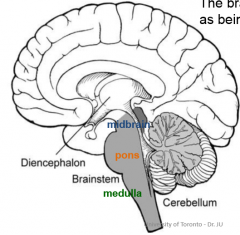 Brainstem (which can subdivide into midbrain, pons and medulla)

Cerebral cortex

Cerebellum