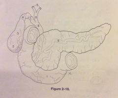 What is the structure indicated by the number 8 in fig 2-18
A. Common hepatic duct
B. Common bile duct
C. Cystic duct
D. Pancreatic duct
