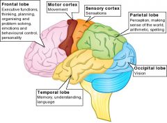 Information processing occurs in the most evolved part of the brain- the cerebrum.