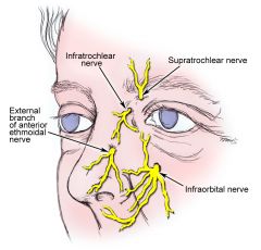 Off from the maxillary nerve and provides sensory innervation for the upper lip, lower eyelid and Anterior Nasal cavity. 