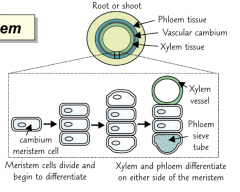 In plants, stem cells are found in the meristems (parts of the plant where growth can take place)
In the root and stem, stem cells of the vascular cambium divide and differentiate to become xylem vessels and phloem sieve tubes.