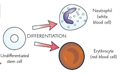 They divide and differentiate to replace worn out blood cells - erythrocytes (red blood cells) and neutrophils (white blood cells).