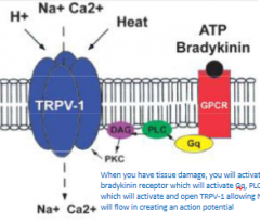 When
you have tissue damage, you will activate a bradykinin receptor which will
activate Gq, PLC and DAC which will activate and open TRPV-1 allowing Na and Ca
will flow in creating an action potential