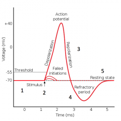 1. negative resting potential - K+ channels determine potential


 


2. depolarization - Na+ channels open - Na+ in


 


3. repolarization Na+ channels close, K+channels open = K+ out


 


4. hyperpolarization  (refractory perio...