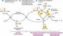 1- pyruvate loses co2 to HETPP
2- hydroxyethyl to lipoic acid
3- acetyl group to CoA