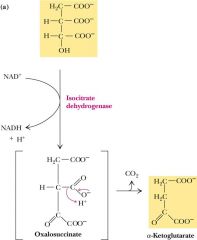 1st oxidative decarboxylation in cycle
1st- hydride removal = NADH on C2 of alcohol
2nd- decarboxy= CO2 of beta (c3)