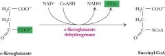 2nd oxidative decarboxylation
enzyme of a-ketoglutarate dehydrogenase- like pyruvate- 5 coenzymes TPP,CoASH, lipoic, NAD, FAD