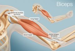 Check out the bicipital tendons! (Cadaver version on back, of proximal ones)

The corresponding muscle are the biceps brachii muscles. Bicep muscles are innervated by ___________ nerve
Action of biceps ______________