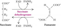 FAD- dependent
hydride removal!!! and deprotonation
e' of succinate to FAD to UQ 
succinate to fumarate
FAD is covalently linked to histidine that is on Enzyme