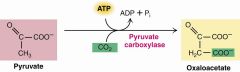 (1)pyruvate carboxylase- pyurvate to oxaloacetate- MOST IMPORTANT
(2)PEP carboxylase- PEP to oxaloacetate- poor
PEP carboxykinase- could be but wrong way
CO2 weak to PEP carboxykinase
oxaloacetate tight- spontaneous in opposite
(3)- malic enzyme