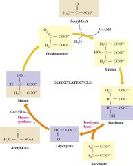 only use acetate
not possible with TCA
only in plants
net synthesis
put in glycoxylate btw isocitrate and malate
malata synthase- CLAISEN condensation of acetyl-coA and aldehyde of gyloxylate
HELP PLANTS GROW IN DARK
acetate= fatty acids