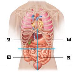 Organs Contained in the Right Upper Quadrant
