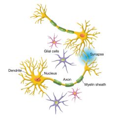 Neurons - can generate and transmit electrical signals (nerve impulses, or action potentials)


 


Glia - do not conduct action potentials
