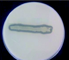 What does this growth pattern on casein agar indicate?
