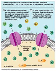 Resting Membrane Potential - electric charge difference across the plasma membrane, with the inside of the cell negative to the outside.


 


All cells have more potassium ions (K+) inside and more sodium ions (Na+) outside.


 


Th...