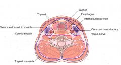 Visceral space (middle layer of DCF)

Superior: hyoid bone
Inferior: mediastinum (T4 level/arch of aorta)
Anterior: superficial layer of DCF
Posterior: retropharyngeal space; prevertebral fascia
Lateral: parapharyngeal space; carotid fascia