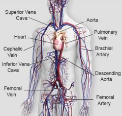 The heart and blood vessels.