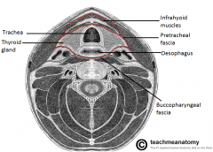 Pharynx
Larynx
Esophagus
Trachea
Thyroid gland