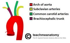  On the left hand side, the first major branch off the aorta is the left common carotid artery. On the right side, there is a linking vessel called the brachiocephalic trunk, which gives rise to the right common carotid artery. 
