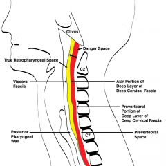 Superior: base of skull
Inferior: diaphragm
Anterior: alar fascia of deep layer of DCF
Posterior: prevertebral fascia of deep layer of DCF