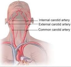 They spit around the level of the thyroid gland then give rise to the internal and external carotid artery.