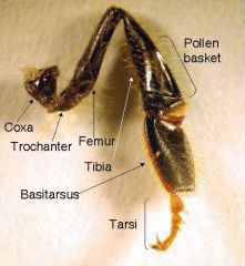 Tipas Arthropoda
Potipis Hexapoda
Klasė Insecta
Skyrius Holometabola
Būrys Hymenoptera



*coxa, trochante, femur, tibia, tarsus, šukos, kraitelė, žiedadulkių presas