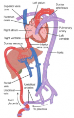 -the most highly oxygenated blood in the fetus is carried by the umbilical vein, which empties directly into the inferior vena cava via the ductus venosus